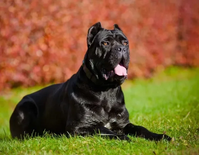 O cane Corso é conhecido por ser um cachorro super amoroso e apegado à família
