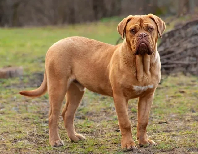 O peso do cachorro Dogue de Bordeaux fica em torno dos 50 Kg