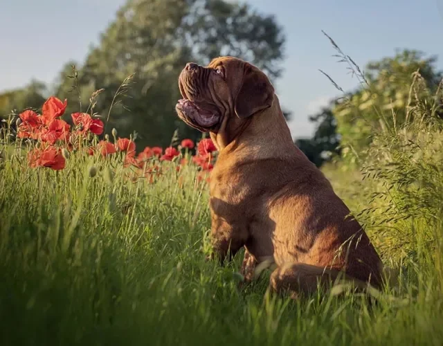 A raça Dogue de Bordeaux tem um corpo muito forte e musculoso