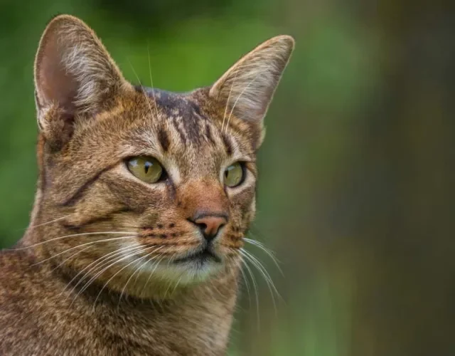 O motivo do Ashera ser tão caro é porque ele é um gato híbrido que não existe na natureza