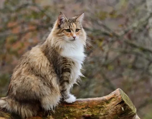 O tamanho do Norueguês da Floresta varia entre os 30 cm e 46 cm