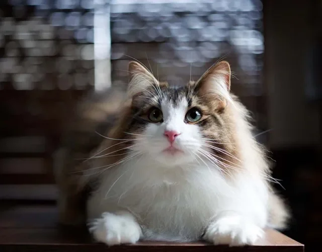 Todo gato da raça Norueguês da Floresta é comunicativo, simpático e divertido