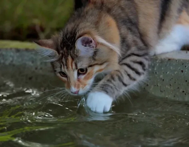 O gato Norueguês da Floresta adora estar em ambientes aquáticos