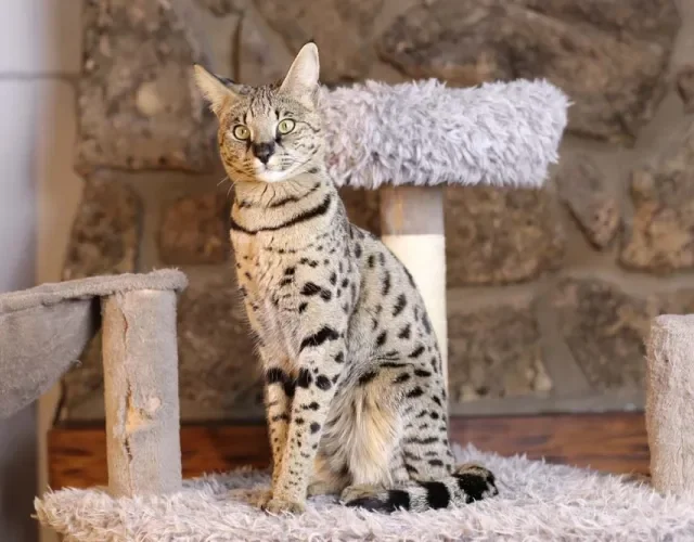 O Savannah costuma ter, em média, 70 cm
