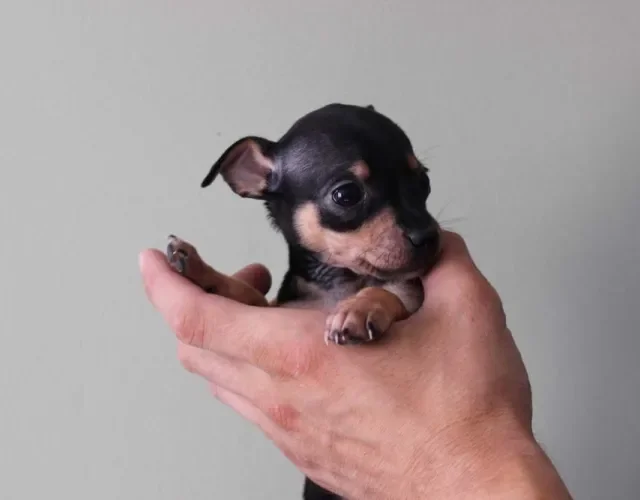 Pinscher 0 filhote: preço pode variar de R$600 a R$ 2 mil