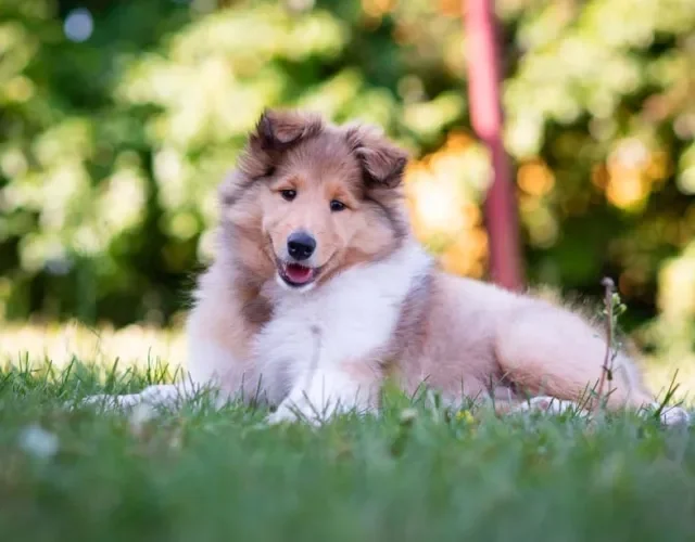 Raça Collie: Rough Collie é um tipo que tem pelagem densa desde filhote