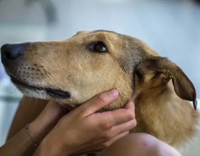 Amor de cachorro, raça Collie não esconde seu afeto e mostra sentimento até no olhar