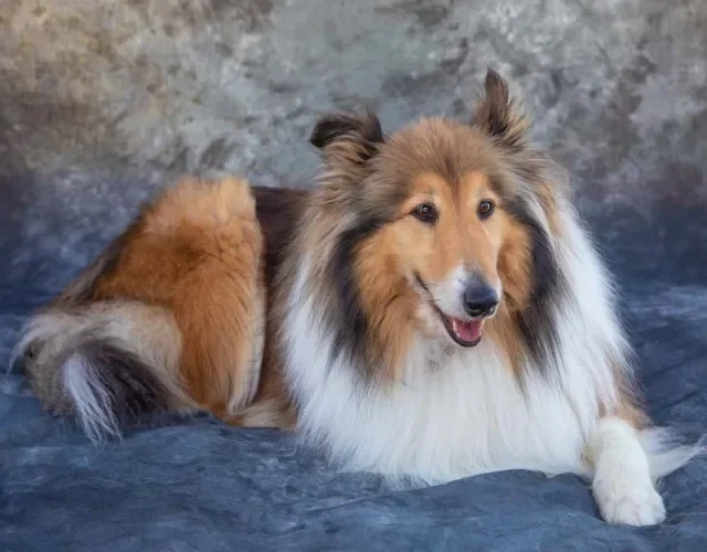 Rough Collie é um tipo de Collie super gracioso que chama a atenção por onde passa