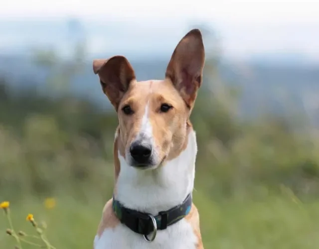 Smooth Collie é um tipo de cachorro da raça Collie que não tem longa e lisa pelagem