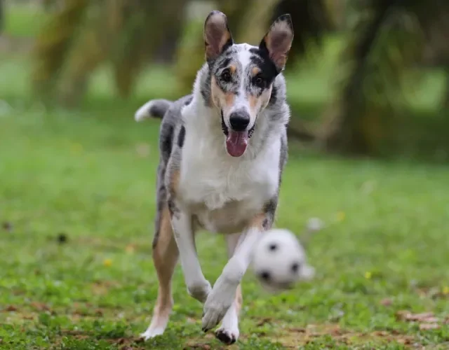Smooth Collie adora correr! Não deixe de passear com essa raça de cachorro