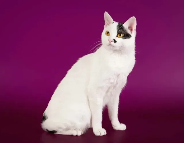 Gato Bobtail Japonês é predominantemente branco com leves manchas pretas ou laranjas