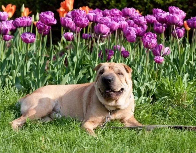 O Shar Pei é um animal reservado e tranquilo