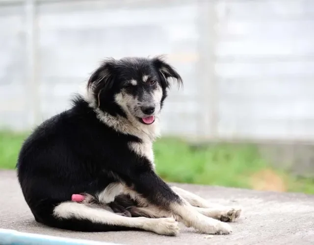 Parafimose em cachorro ocorre quando a glande fica exposta