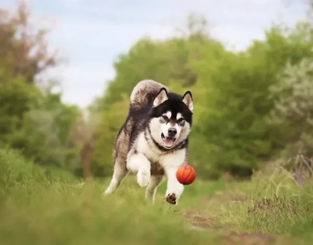 O cachorro do Alasca não tem um nível alto de energia