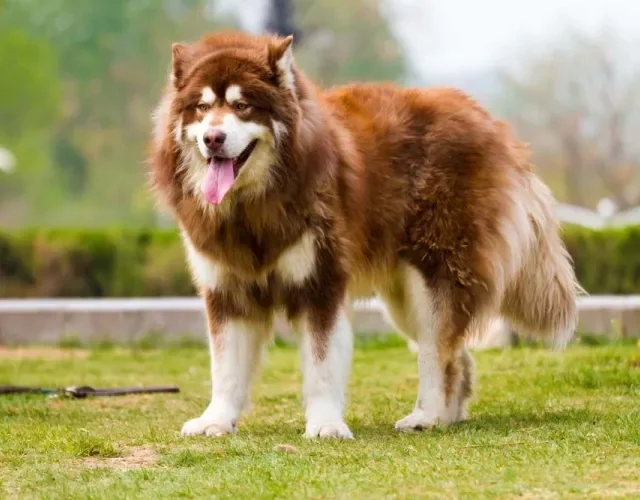 As cores do Malamute do Alasca incluem o vermelho