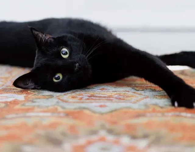 Gato de Pelo Curto na cor preta também é comum