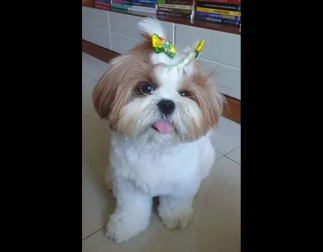 A Nina colocou seus lacinhos verde e amarelo para assistir aos jogos!
