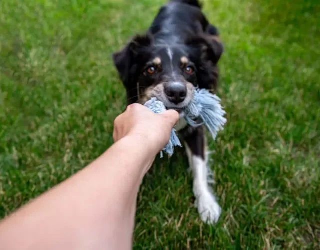 Faça uma corda de presente para cachorro usando materiais que tem em casa