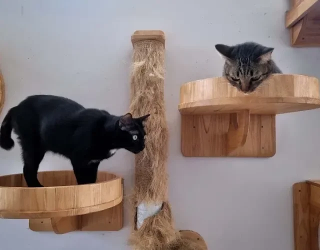 Nichos e prateleiras são ideias de presente para gato se exercitar no dia a dia