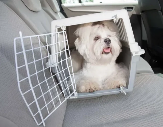 Caixa para transporte de cachorro feita com plástico é a mais comum