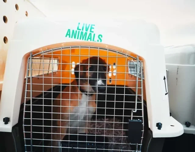 Caixa de transporte: cachorro no avião precisa de um modelo seguro e com suporte para potes de água e comida