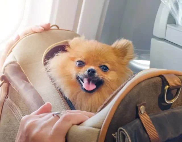 Caixa de transporte para cachorro: os cães podem andar em bolsas. Ideal para os pequeninos!
