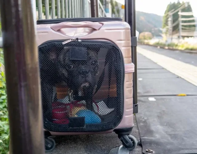 Caixa de transporte de cachorro: modelo com rodinhas facilita o transporte, principalmente se o seu cão for de porte médio ou grande