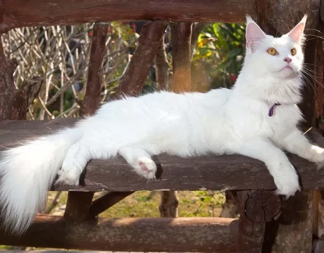 O Maine Coon branco herda essa cor de um dos pais que têm o gene W/w