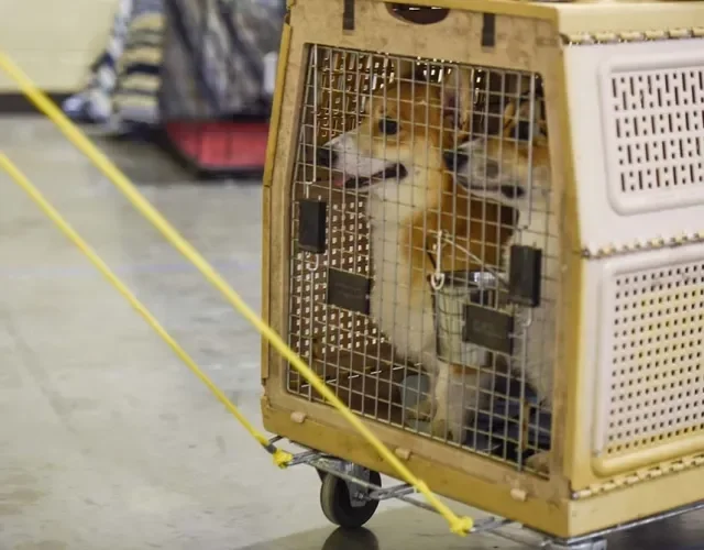 Modelo de caixa para transportar cachorro de madeira também é uma opção