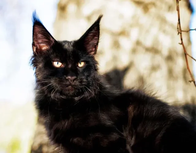 Na pelagem de Maine Coon, cores escuras, como o preto, são incomuns