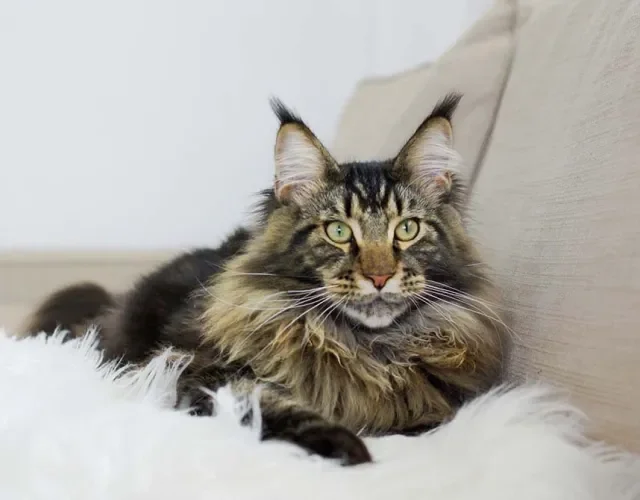 Gato Maine Coon: cores rajadas são as mais comuns