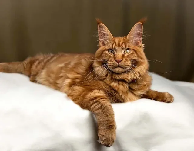 O Maine Coon laranja também é uma cor possível