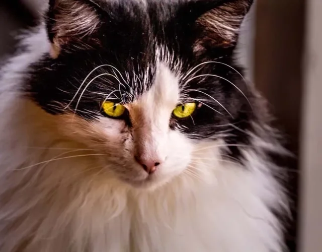 Gato Maine Coon frajola também é um padrão de cores aceito