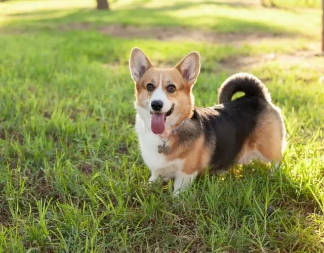 O Cardigan Corgi possui um rabo maior