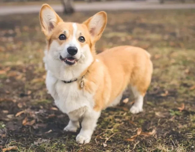 O Pembroke Welsh Corgi tem um rabinho mais curto e tamanho um pouco menor