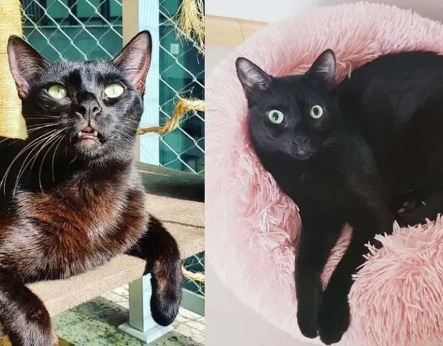 Cristiane Neves conta a sorte de ter um gato preto em casa e comenta as travessuras do Joaquim