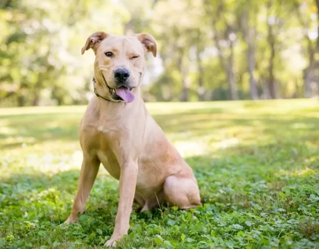 Adoção de cachorros vira-lata de porte médio ou grande são a preferência de muita gente