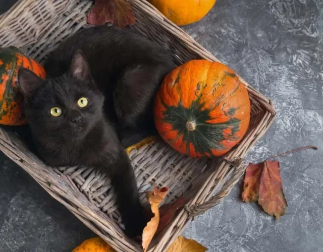 Sexta-feira 13: gato na cor preta é frequentemente relacionado ao universo das bruxas.
