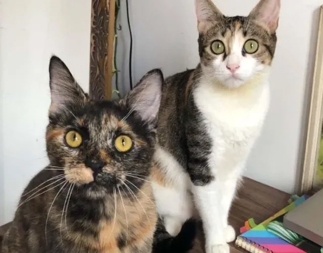 A Malu tem uma irmãzinha chamada Luma, mas elas têm comportamentos bem diferentes