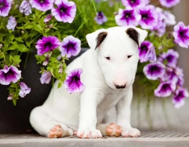 Bull Terrier branco perto de flores roxas