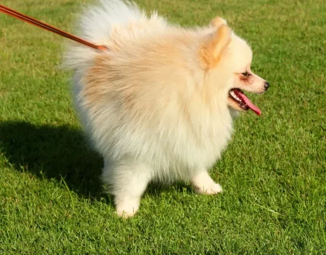 O Lulu da Pomerania precisa passear regularmente