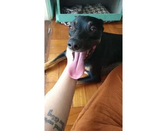 Até na hora de receber carinho, o Bartô não se aguenta e deixa a linguinha de fora