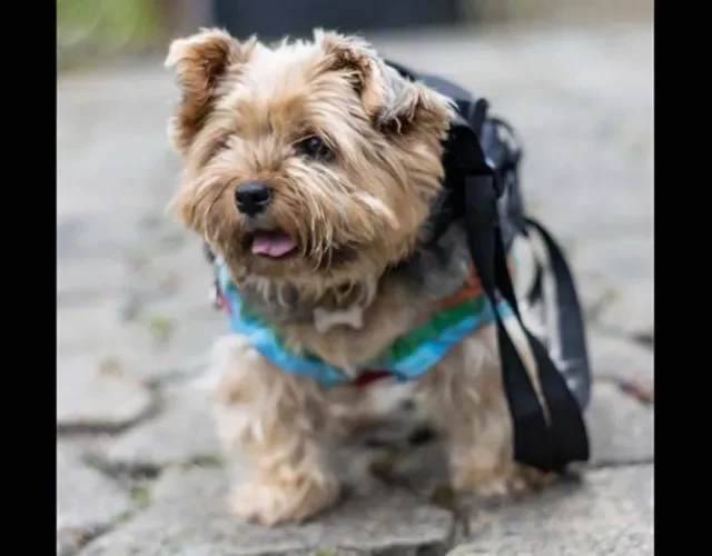 Até as raças menores precisam de uma mochila de cachorro