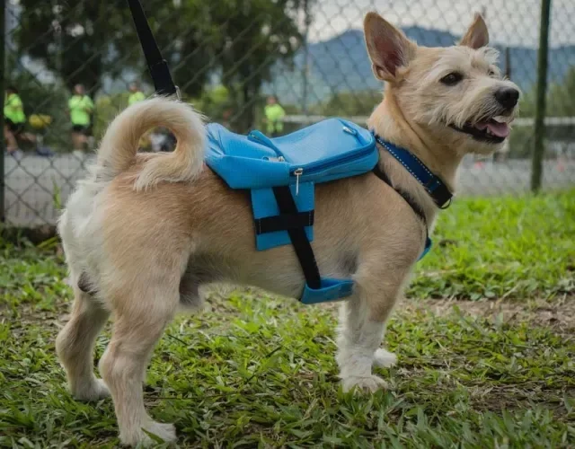 Tem mochila de cachorro para todos os tamanhos!