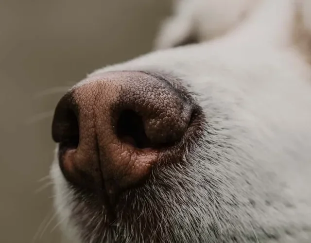 Além do nariz gelado, cachorro possui impressões digitais no focinho