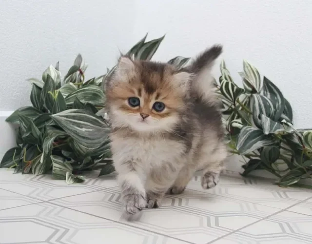 Todos os filhotes de gato merecem um lar!