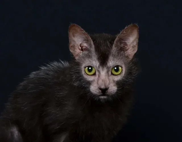 Lykoi em grego quer dizer lobo Lykoi em grego quer dizer lobo