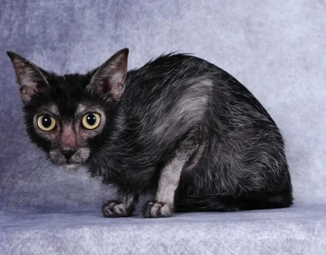 Os olhos do Lykoi também são diferentes: redondos, grandes e amarelos Os olhos do Lykoi também são diferentes: redondos, grandes e amarelos
