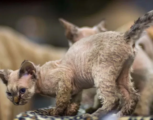 Instinto territorialista não faz parte da personalidade desse gato de pelo cacheado
