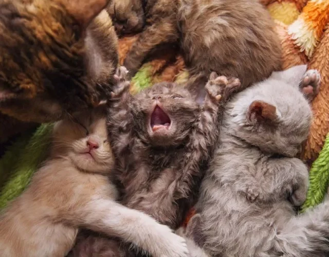 Os filhotes desse gato de pelo cacheado já nascem com a pelagem densa e encaracolada